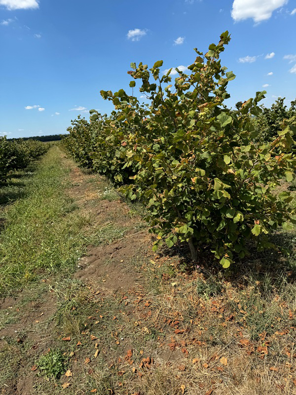 Hazelnut plantation image 1